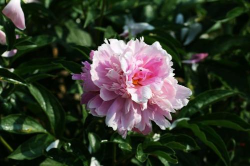 张元谦:兰陵之王