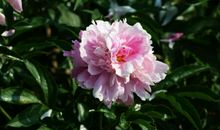 张元幹：兰陵王