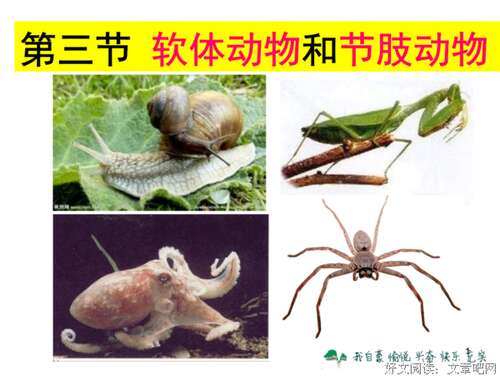 关于动物的名言