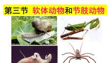 有关动物的名言