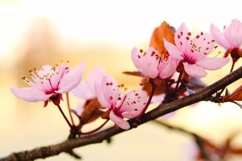 描述春天温暖的句子