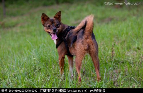 第七条猎狗“狼”的好词句