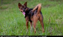 第七条猎狗《狼“狈”》的好词好句