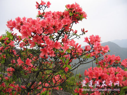 很好的句子和段落描述杜鹃花