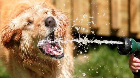 描述夏季动物的一段