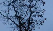 吴文英：风入松