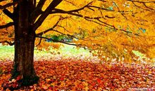 描写秋天落叶的好句