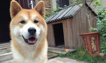 关于狗熊下山的歇后语