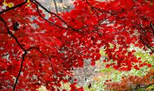 秋天的枫叶作文