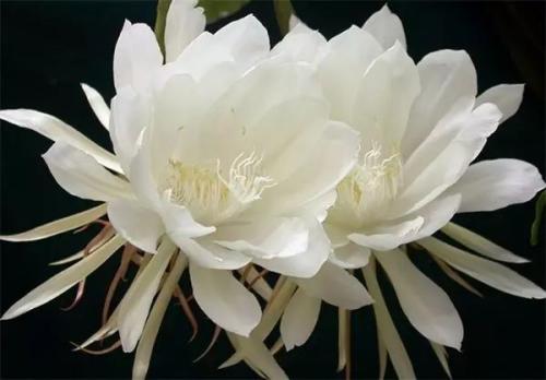 优美的句子描述晚间花