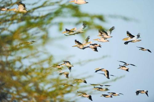 马尼利乌斯语录