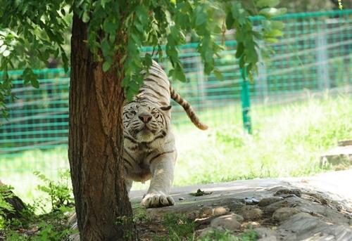 何其芳:阴影中的冥想