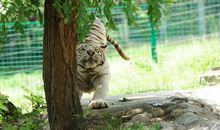 何其芳：树荫下的默想