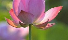 佛经里的人生感悟句子