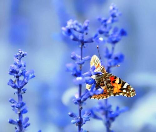 关于花的美学陈述
