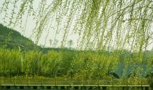 关于折柳送别的诗句