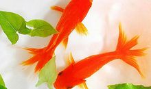 我的小金鱼作文300字