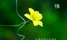 你若不伤，岁月无恙