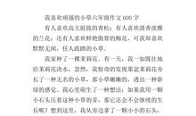 我爱小草作文