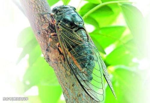 看完驴和蝉之后