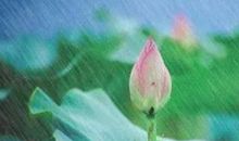 昆明的雨读后感