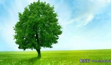 我爱小树作文400字