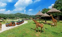 野生动物园作文