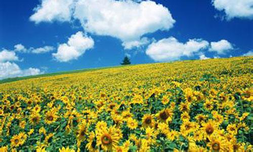 我爱向日葵组成