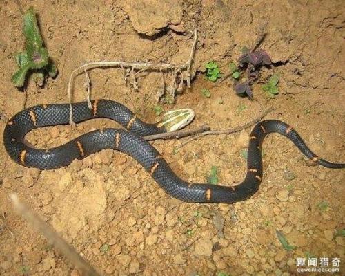 一个人不能永远将毒蛇藏在胸口