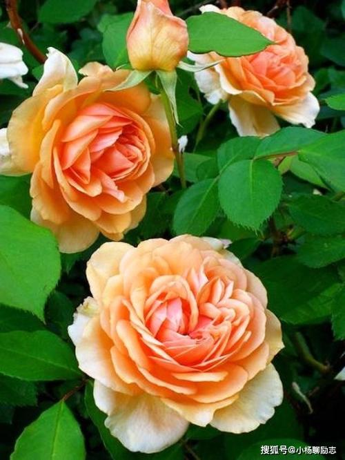 我希望你有一天能醒来，对可怜的人表示同情