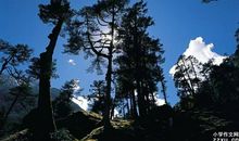 那不一样的美丽作文