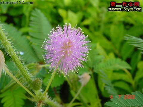 写出含羞草的成分