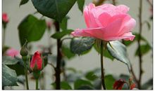 月季花的作文250字