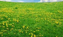 关于春天田野的作文