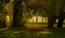 在尝试中成长500字