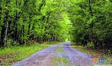 春天的踪迹作文