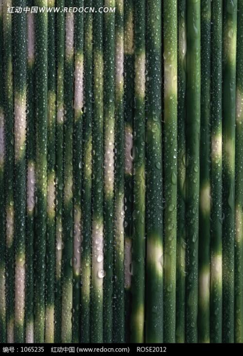 竹对着太阳开车