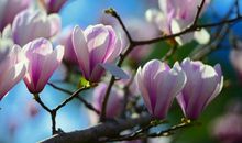 春天里的花作文