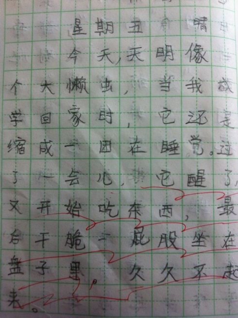 观察动物的日记