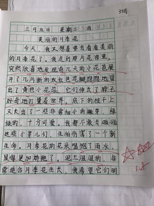 中国玫瑰作文200字