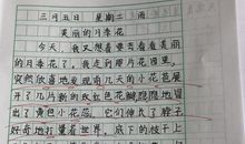 月季花作文200字