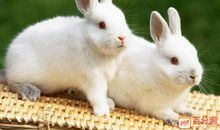 我的小兔子作文