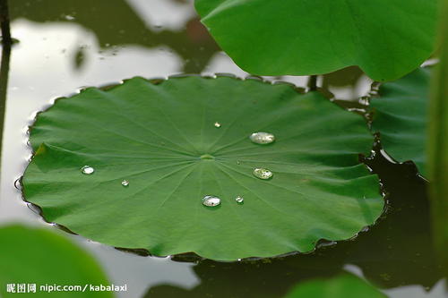 你是我心中的荷叶