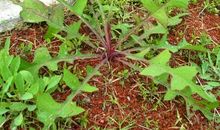 故乡的野菜读后感