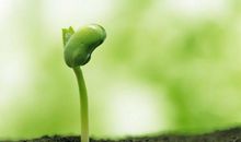 信念是一粒种子