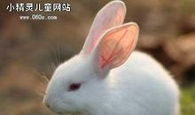 我最喜欢的小白兔作文