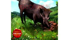 泡泡野猪读后感