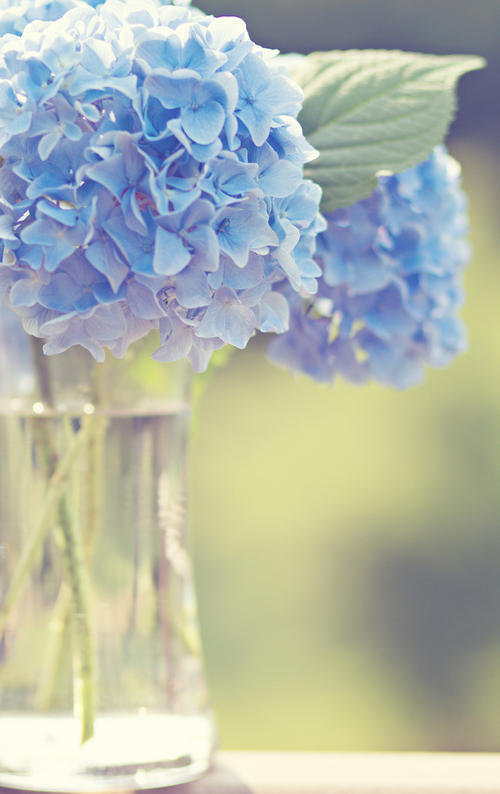 如果你盛开,微风来了,你的心起伏,平静地微笑