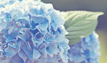 你若盛开，清风自来，心若浮沉，浅笑安然