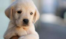 七夕单身狗发的搞笑朋友圈